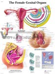 The Female Genital Organs - Anatomical Chart